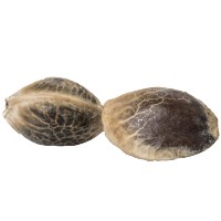 Óleos de Cânhamo com CBD | Bem-Estar Natural | PLANTOFREMEDY